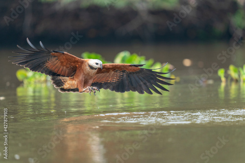 Black-collared Hawk (Busarellus nigricollis) photo