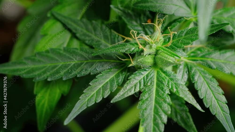 Green young medical cannabis plant leaf develops in the wind close-up plant marijuana naturally. detail Green young medical cannabis plant leaf develops in the wind close-up plant marijuana naturally. detail