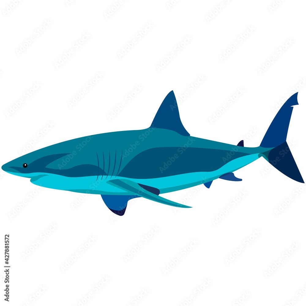 Vector white shark aquatic creature illustration isolated