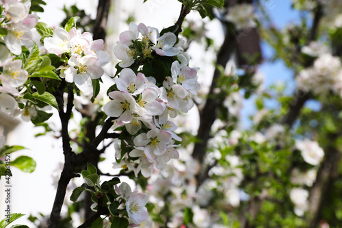 Closeup view of blossoming tree with white flowers outdoors © New Africa
