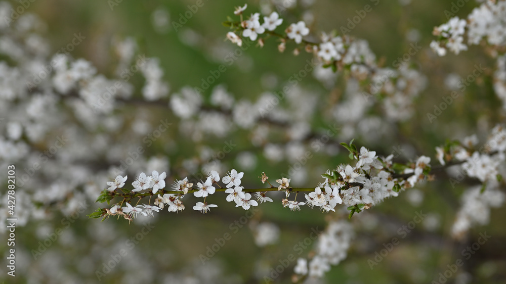 white flowers, spring, flowers, spring, tree white flowers, spring, flowers, spring, tree