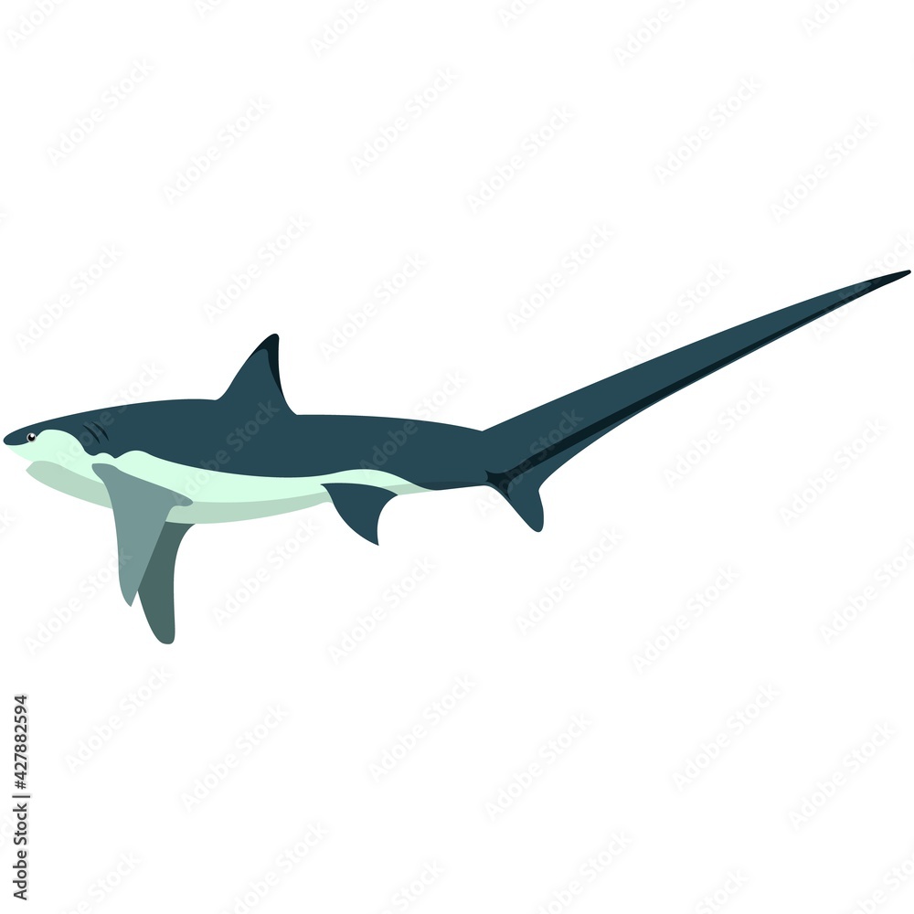 Fototapeta premium Vector shark with long sharp tail illustration
