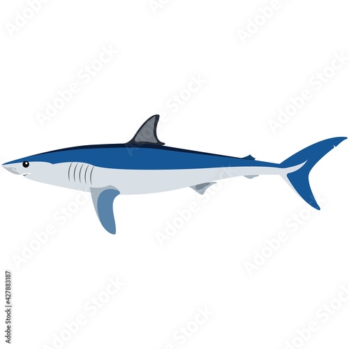 Vector mako shark illustration isolated on white