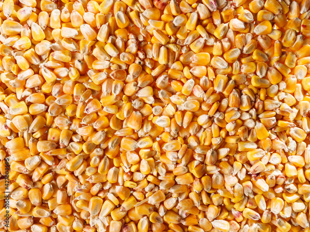 Corn seeds with streaks of light and shadow. View from above. Corn seeds with streaks of light and shadow. View from above.