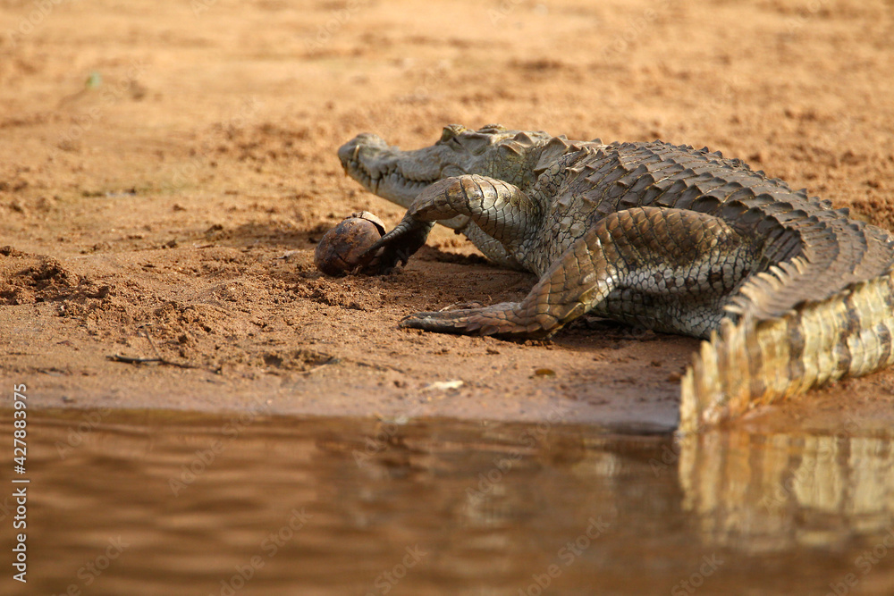 Obraz premium crocodile du nil - Nile crocodile