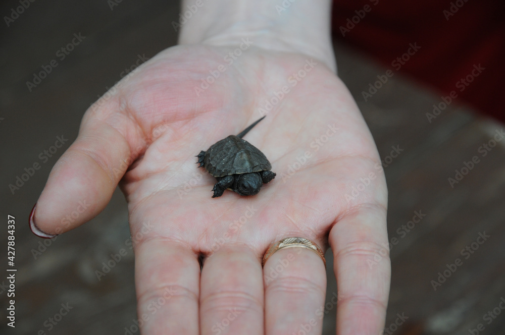 Turtle in the palm of your hand