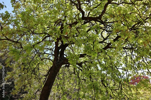 Canvastavla Napoli -  Quercia nei Giardini Principessa Jolanda