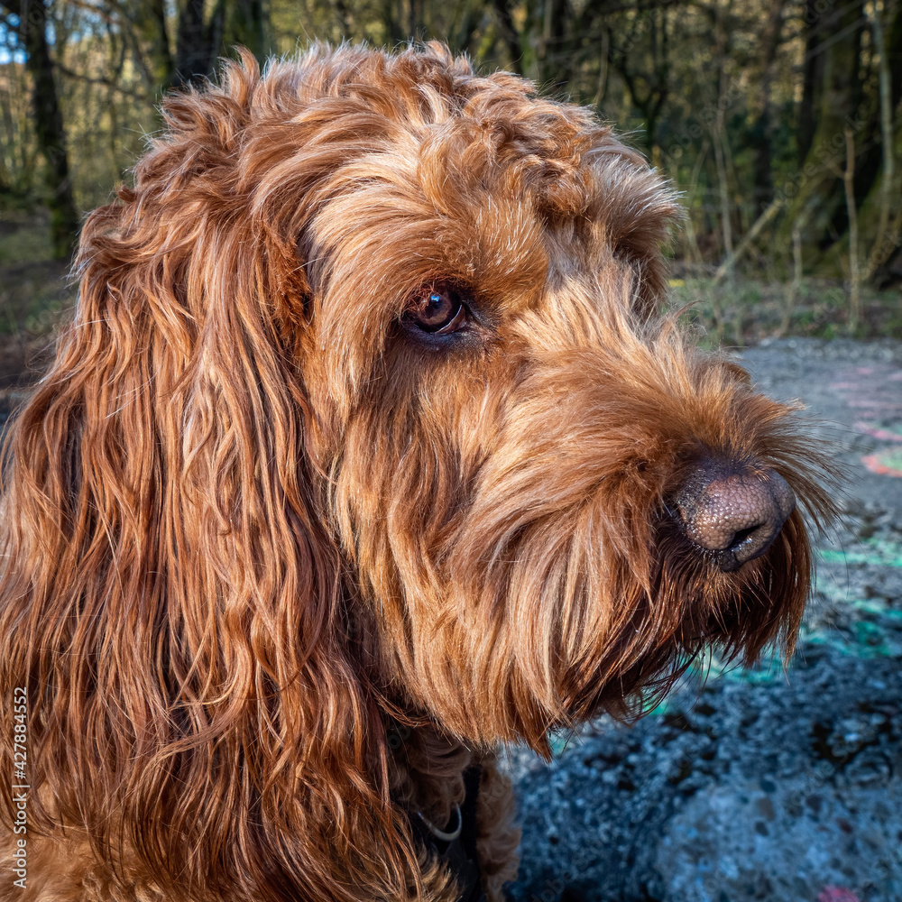 Fototapeta premium Portrait of a Red Cockapoo dog sitting