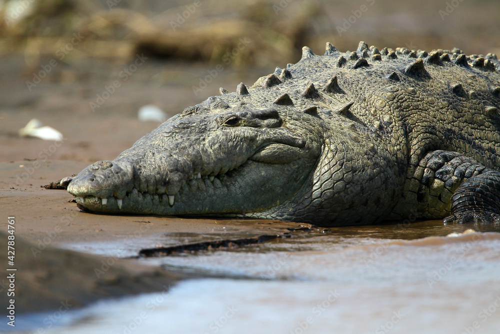 Obraz premium crocodile du nil - Nile crocodile