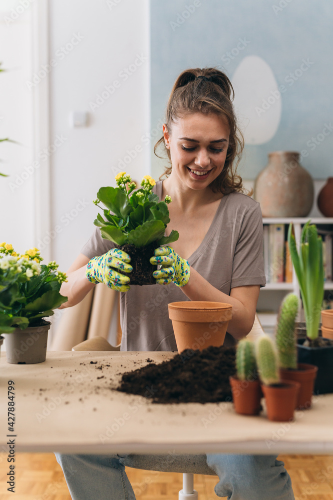 woman gardening houseplants at home woman gardening houseplants at home