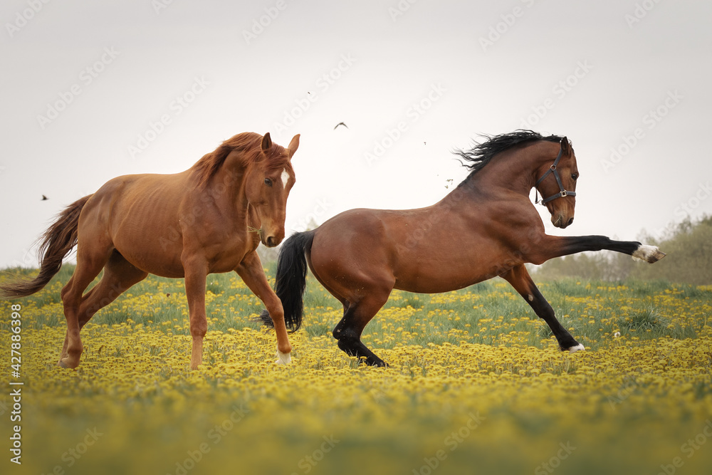 Three horses playing in the meadow Three horses playing in the meadow