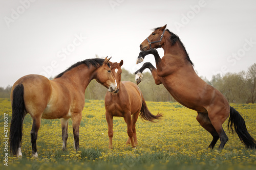 Three horses playing in the meadow