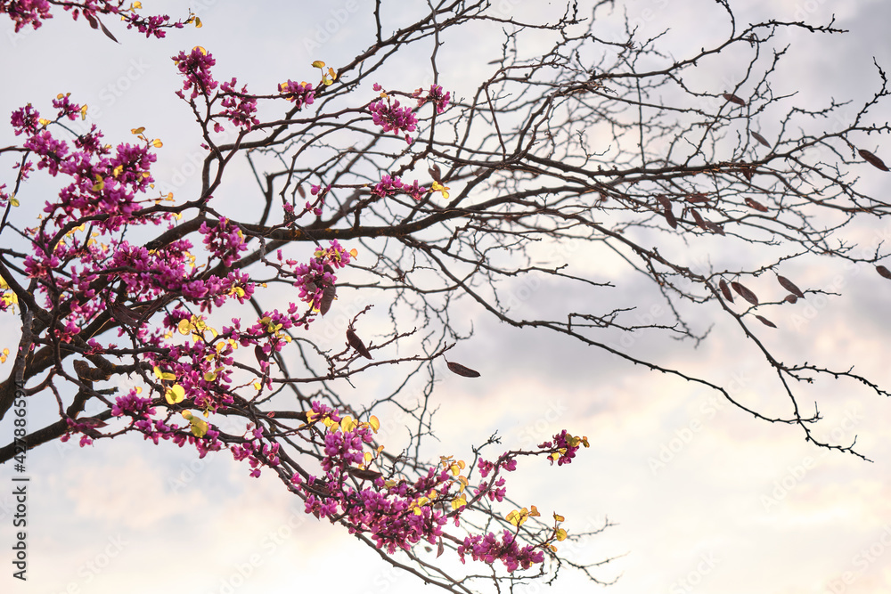Cercis Siliquastrum tree in bloom during spring season. A little path surrounded by cercis siliquastrum trees in bloom. Pink flowers in spring Cercis Siliquastrum tree in bloom during spring season. A little path surrounded by cercis siliquastrum trees in bloom. Pink flowers in spring