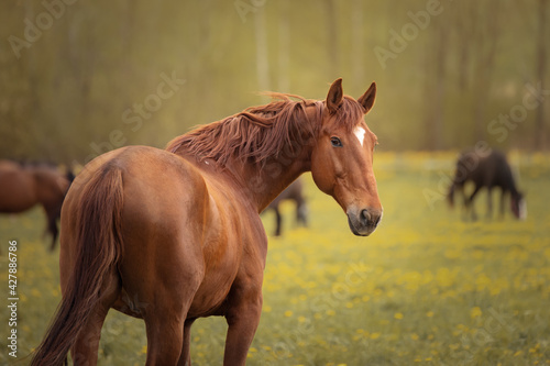 Obraz na płótnie Portrait of a beautiful red horse w salonie