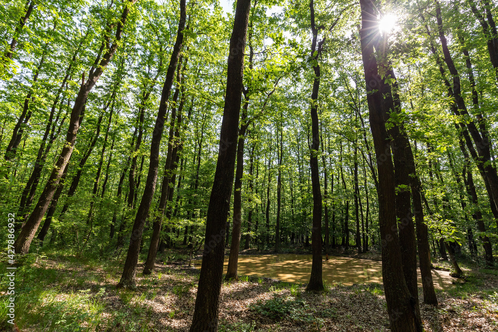 Fototapeta premium Sunlight in the green forest springtime