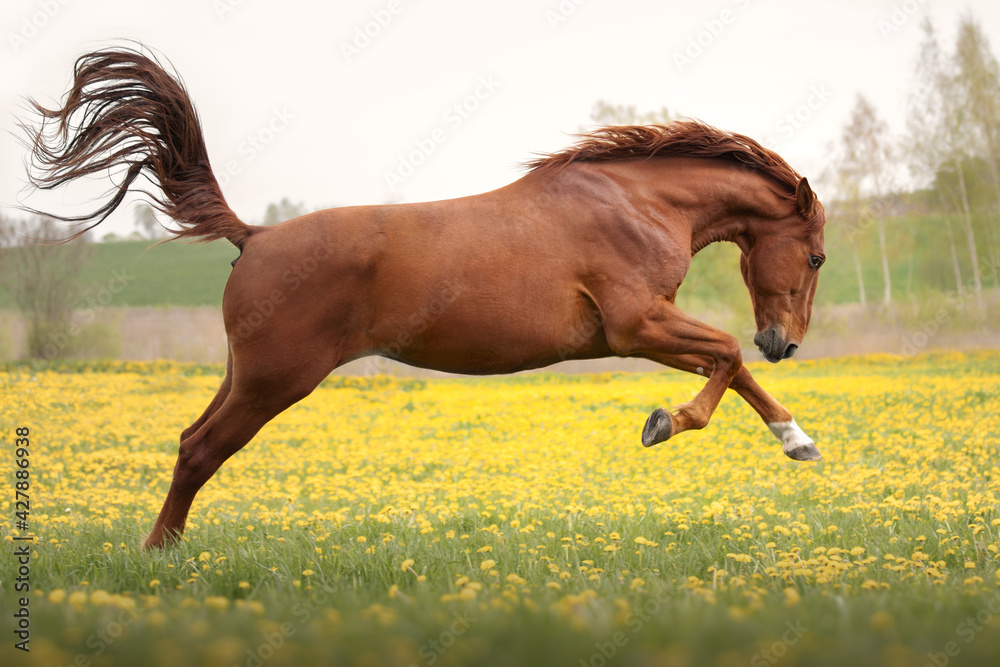 Portrait of a beautiful red horse