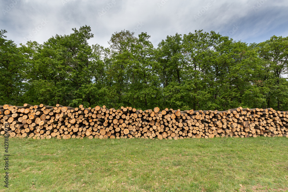 Stacked logs of wood. Felled trees.
