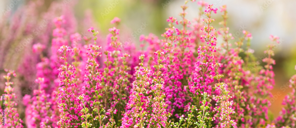 Obraz premium Tender landscape flowering Erica tetralix small pink lilac plants, shallow depth of field, selective focus photography