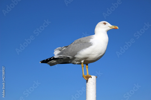 Single seagull with folded wings and closed beak against blue sky