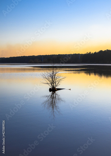 Golden sunset on a lake with tree silhouette in the foreground. Clear sky and trees on the background. Remains of ice on the water in the distance.