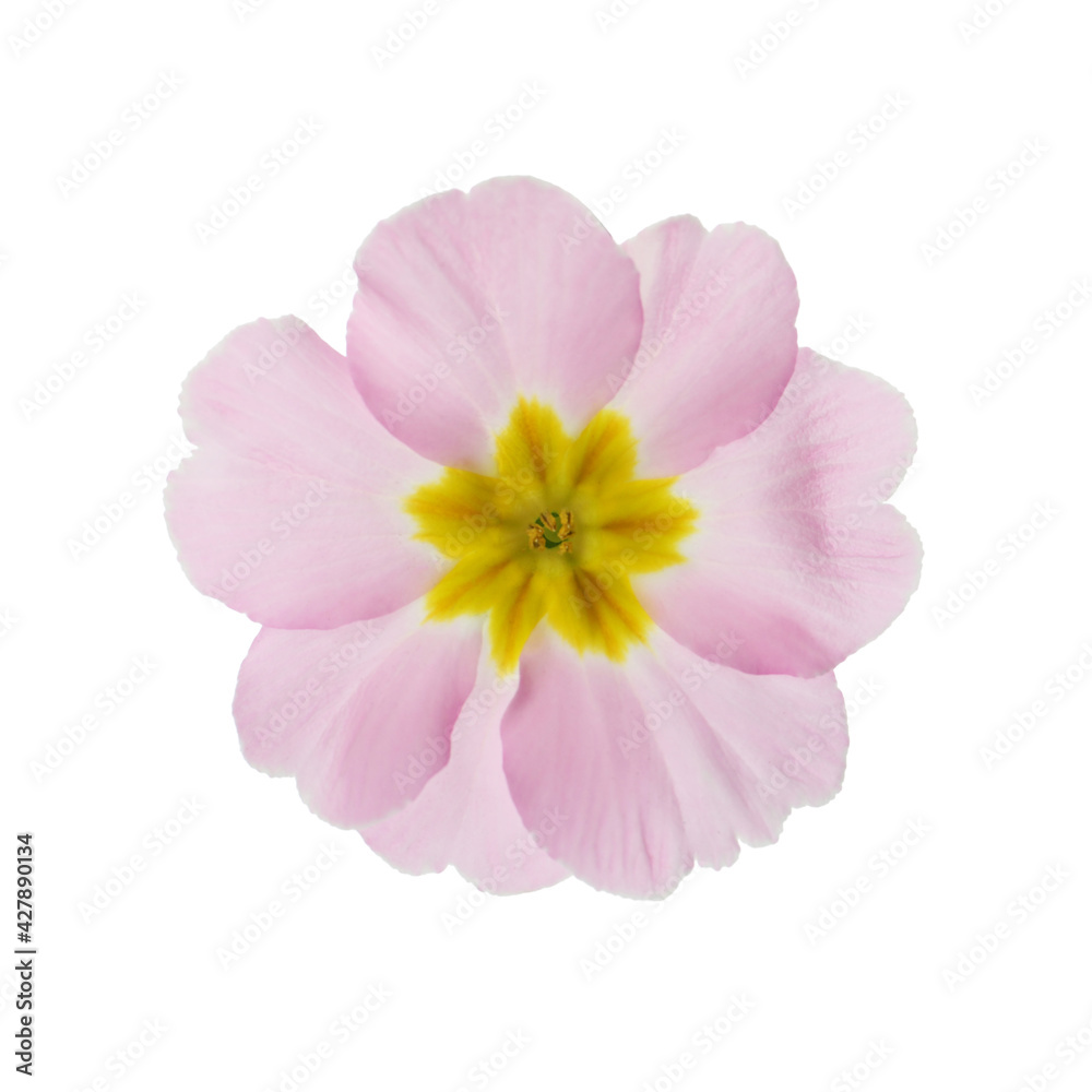 Beautiful pink primula (primrose) flower isolated on white. Spring blossom