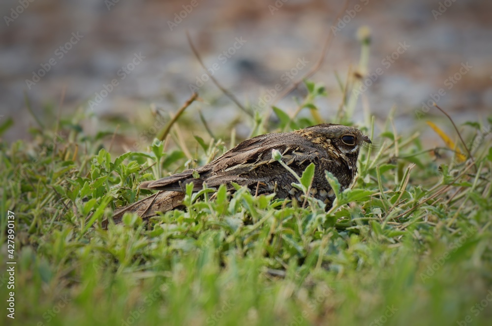 Obraz premium Indian Nightjar Much smaller The white stripes on the wings and tail are slightly smaller. The white spots on the neck are quite round.
