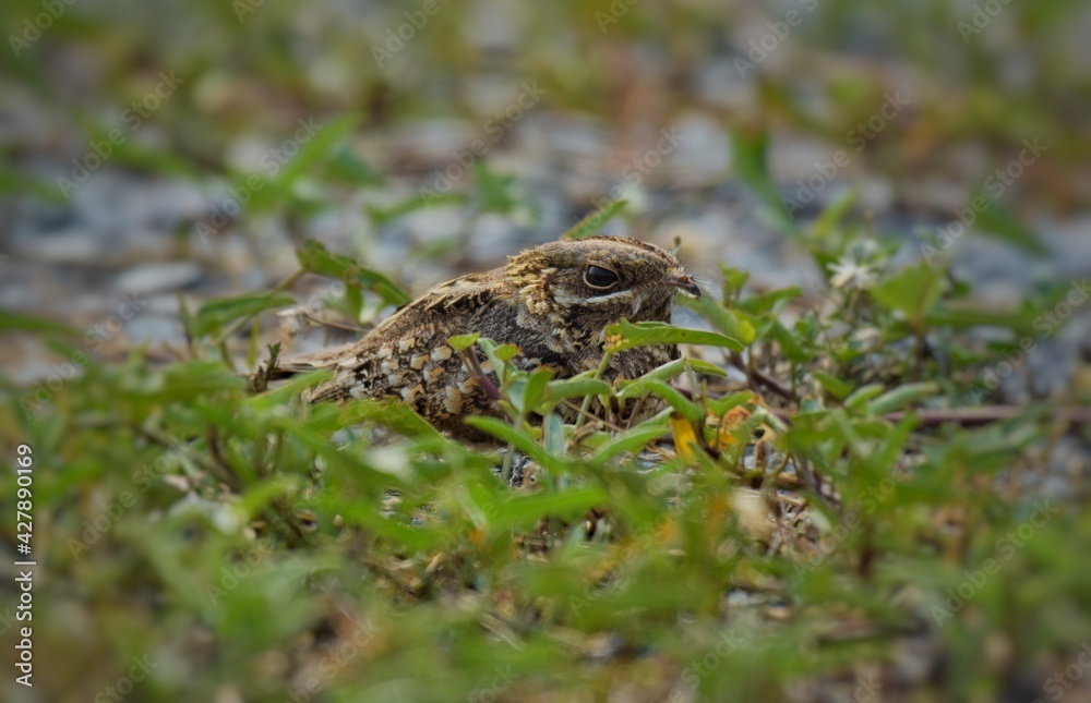 Obraz premium Indian Nightjar Much smaller The white stripes on the wings and tail are slightly smaller. The white spots on the neck are quite round.