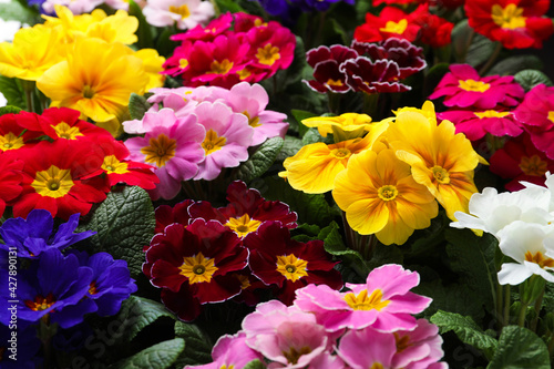 Beautiful primula  primrose  plants with colorful flowers as background  closeup. Spring blossom