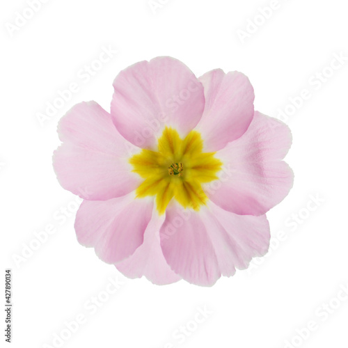 Beautiful pink primula  primrose  flower isolated on white. Spring blossom