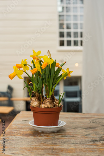 Wallpaper Mural daffodils in the pot Torontodigital.ca
