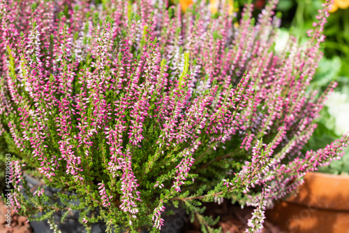 Violet Heather flowers field Calluna vulgaris. Small pink lilac petal plants  soft background. shallow depth of field