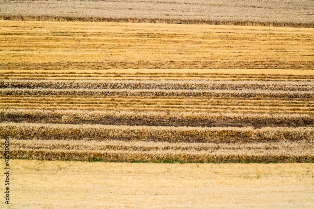 Full Frame Shot Of Agricultural Field - obrazy, fototapety, plakaty 