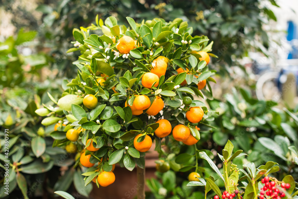 orange tree with fruits