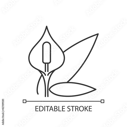 Spathiphyllum linear icon. Peace lily. Pollen allergy. Houseplant bloom. Common allergen. Thin line customizable illustration. Contour symbol. Vector isolated outline drawing. Editable stroke