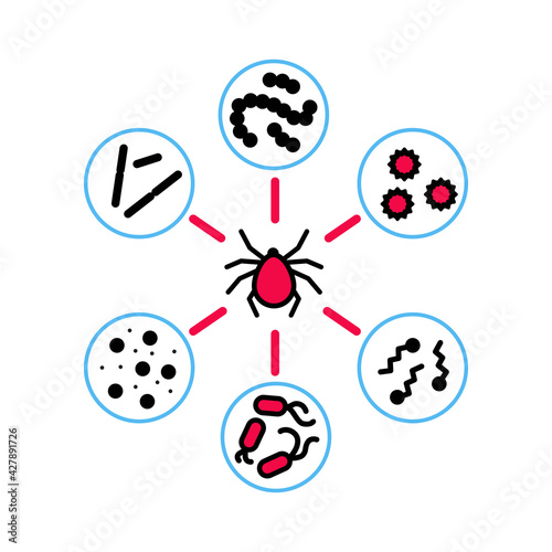 Diseases transmitted by ticks diagram. Vector isolated on white.