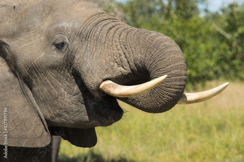 Close-up of an African Elephant bull's head while drinking, Kruger National Park. 