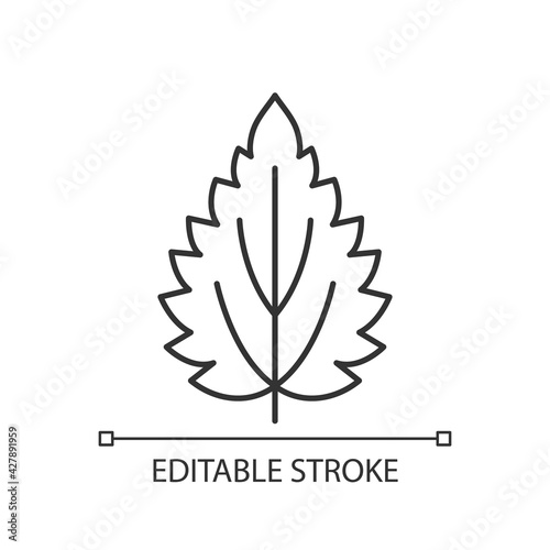 Nettle linear icon. Alternative medicine. Herbal ingredient for homeopathy. Common toxic allergen. Thin line customizable illustration. Contour symbol. Vector isolated outline drawing. Editable stroke