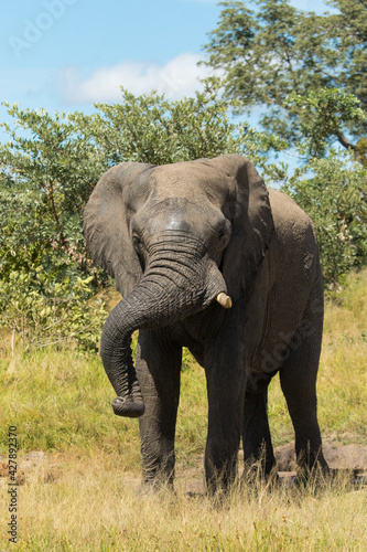 African Elephant bull showing off and putting his trunk over his tusk, Kruger National Park. 
