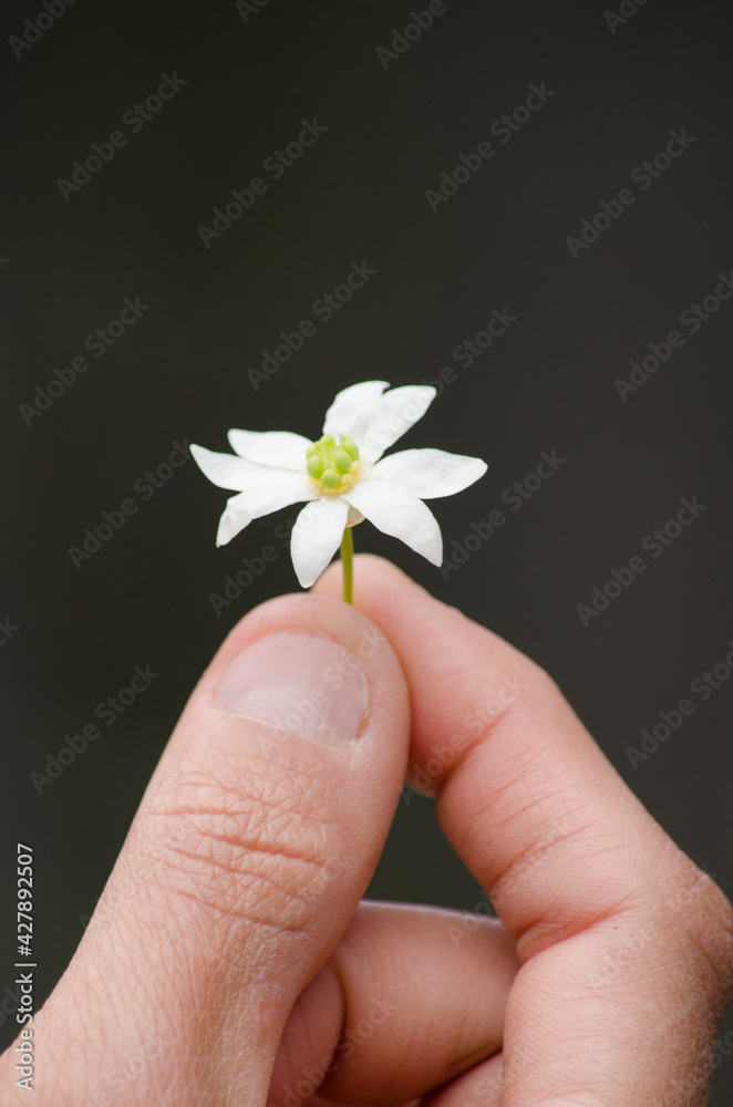 close-up of hand holding a flower close-up of hand holding a flower