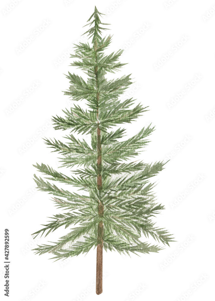 Watercolor illustration pine, fir-tree stylized.