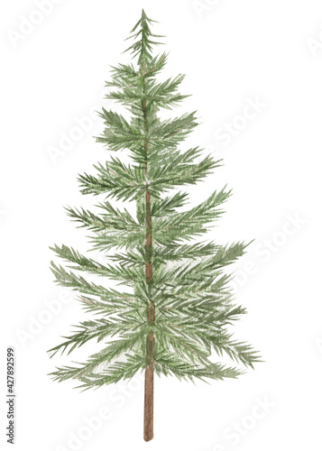 Watercolor illustration pine, fir-tree stylized. © Violetta