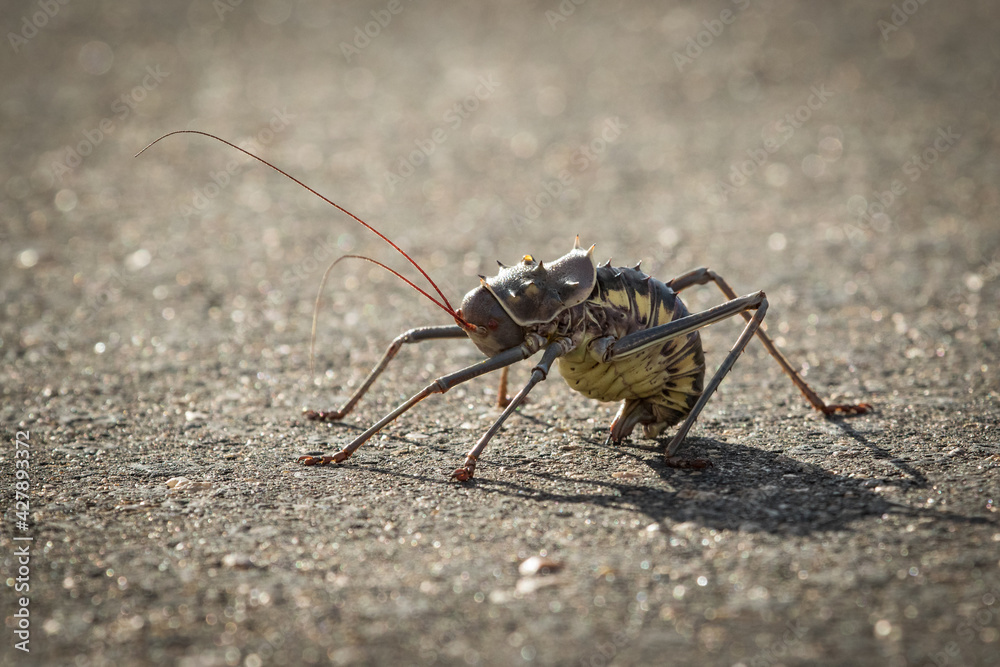 Close-up of an Armoured Ground Cricket (Acanthoplus discoidalis) crossing the tar road, Kruger National Park. Close-up of an Armoured Ground Cricket (Acanthoplus discoidalis) crossing the tar road, Kruger National Park.