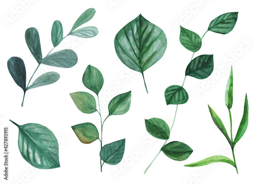 Green watercolor hand painted foliage, leafage for wedding invitations, isolated on white background. 