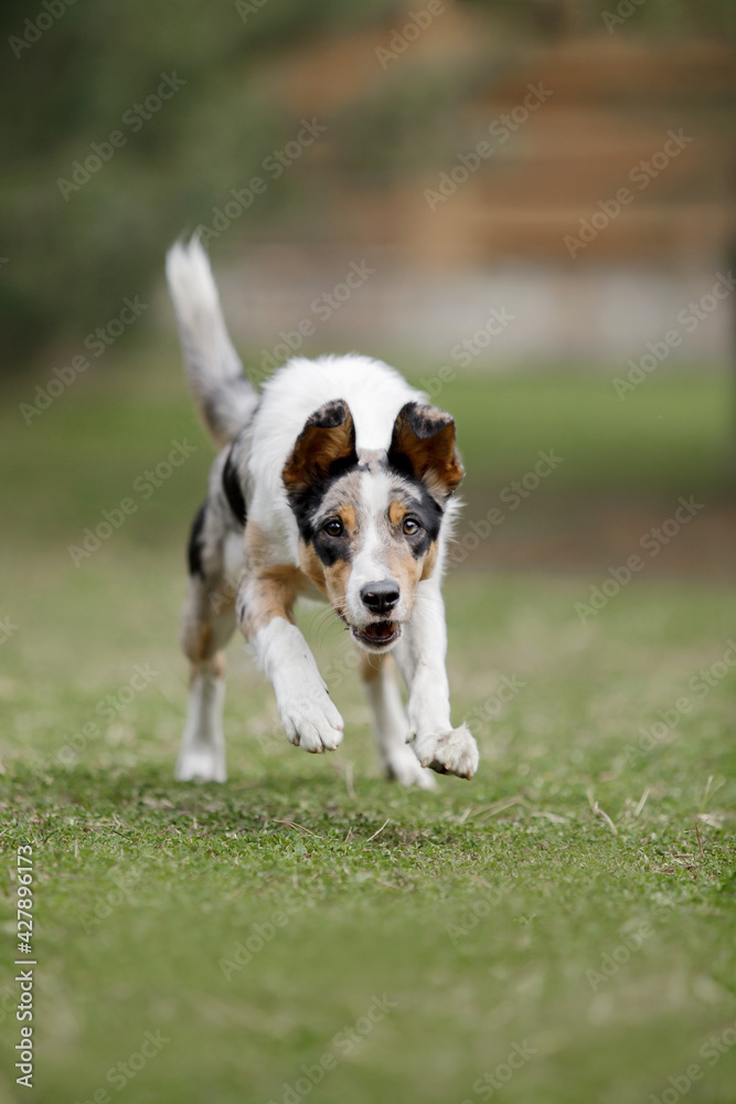Cute border collie puppy at the nature background. Funny dog. Smart dog. Dog training