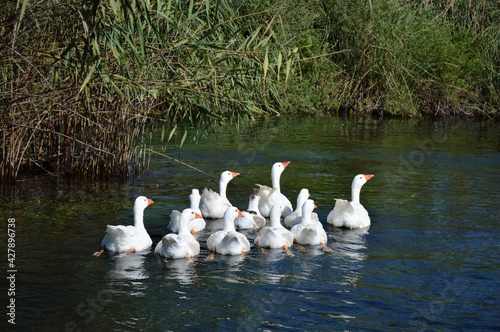 family of swans
