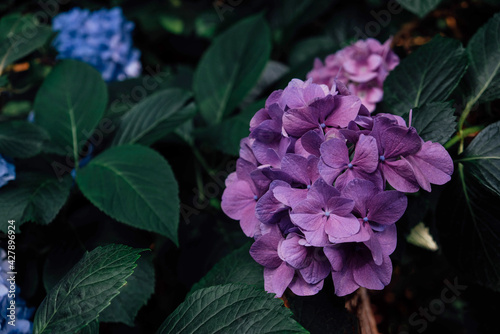 Beautiful fresh purple hydrangea flower in full bloom in the garden, close up. Blooming summer flowering plants, dark green leaves background. Copy space.