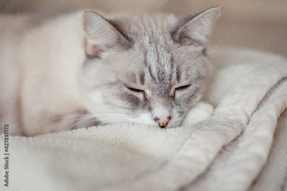 Tabby cat lying in a soft blanket