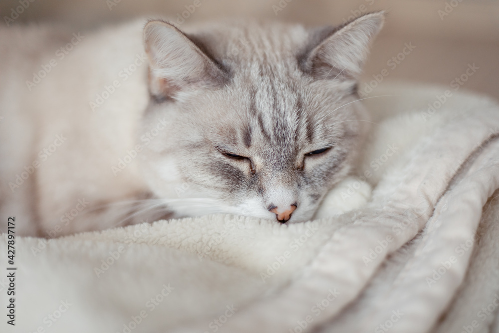 Tabby cat lying in a soft blanket Tabby cat lying in a soft blanket