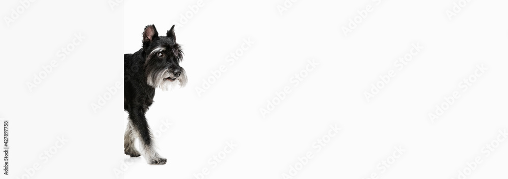 Cute puppy of Miniature Schnauzer dog posing isolated over white background Cute puppy of Miniature Schnauzer dog posing isolated over white background