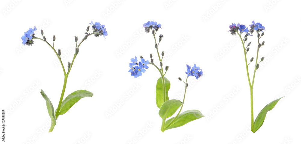 Set with beautiful tender forget me not flowers on white background. Banner design